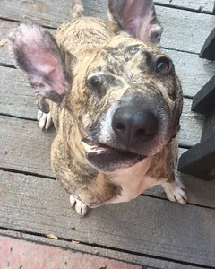 3.6K views · 1.4K reactions | Squishy knows if I ask him to sit for a picture he will get a treat. If that treat doesn’t appear as quickly as he thinks it should he isn’t shy about letting me know. Just listen to that sass after I didn’t give him a treat right away! #ilovesassysquish #thoseears #workingfortreats | A Pup Named Squish | Facebook