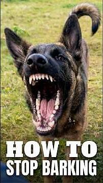 How to Stop A Dog from Barking