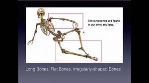 Friendly Biology Lesson 21 (Part 1): Body Systems of Movement