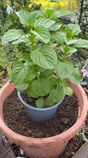 From One Small Pot to a Lush Mint Garden!