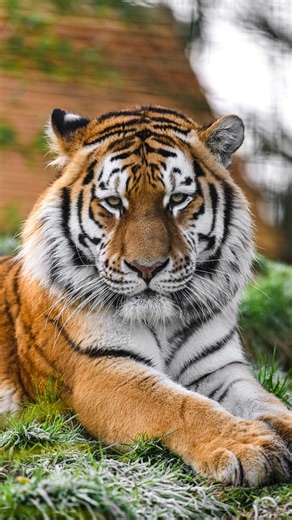 Ever wondered why tigers have stripes? 🐅 Tigers’ stripes are the perfect camouflage for survival in the wild. To prey such as deer and other ungulates, bold, contrasting colours are much harder to pick out in long grass. Prey like deer only have two colour receptors in their eyes, meaning they cannot see as many colours as humans do. 🤯 So next time you see a tiger, take a moment to appreciate their bold orange and black stripes and try to imagine what that would look like to a deer in the wild