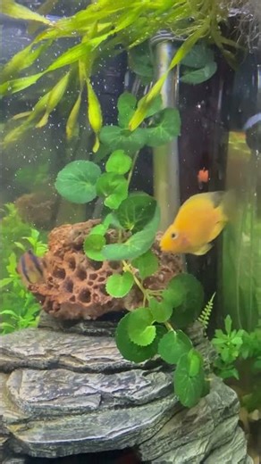 Parrot fish, and Tiger barbs ￼ aquarium fish ￼