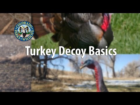 Turkey Hunting Decoys