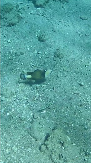 Titan Triggerfish Glide! ⚡🐠🌊 A Powerful Reef Giant