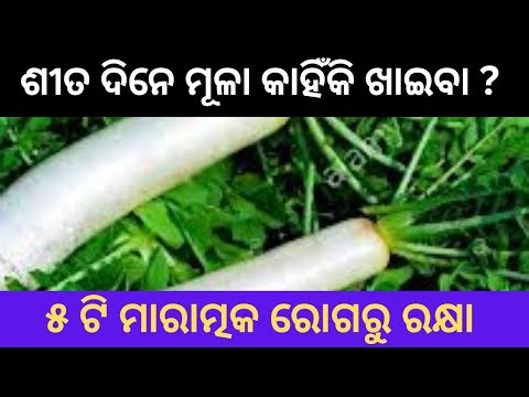 ଶୀତ ଦିନରେ ମୂଳା କାହିଁକି ଖାଇବା ? Radish protects from 5 deadly diseases! Radish benifits in Odia