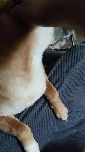 #shiba #shibainu #takaro #shibaarmy #shibadog #dog #kawaiiworld #kawaii #aie #aieaieaie @Niggboy8