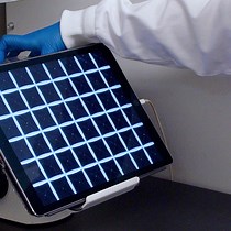 Video: Differentiation of Human Pluripotent Stem Cells into Insulin-Producing Islet Clusters