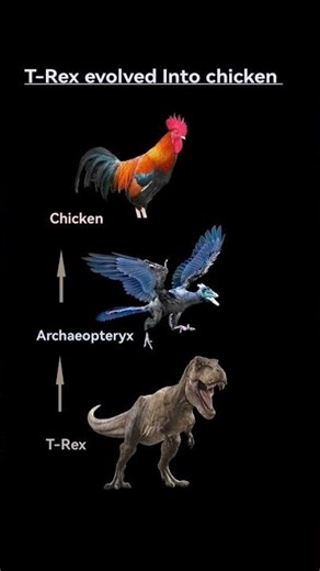 T. Rex Evolved into Chicken | Evolution