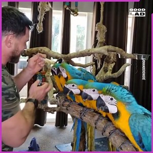 This lad hatched and raised 7 parrots giving him the name "Parrot Daddy" 😍🥰 | LADbible Australia