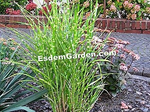 Artenblatt: Miscanthus Sinensis 'Goldbarren' 🌿 Alles Über Gartenarbeit Und Gartengestaltung - 2025
