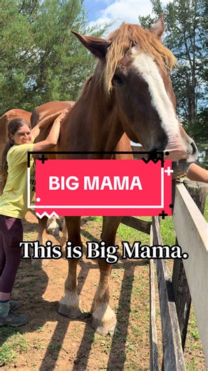BIG MAMA MIGHT BE THE TALLEST LIVING FEMALE HORSE IN THE WORLD… she’s also the sweetest, silliest and most resilient. She currently is beating the odds against chronic progressive lymphodema, a terminal condition common in draft horse breeds. She also survived the slaughter pipeline, when she was sold directly to the most notorious holding facility on the east coast— regularly exporting thousands of horses a year to Canada for human consumption. Lucky for Big Mama, she was rescued and now lives 