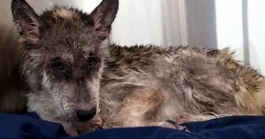 They Came In To Rescue A “Wolf”, But Soon Realized It Was “Not A Wolf” At All