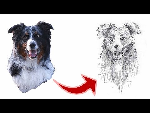 Hund zeichnen Schritt für Schritt Tutorial