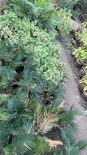 sago palm or king sago palm #garden #plants #nature #palm #sagopam #greenplant #winterplants #flower