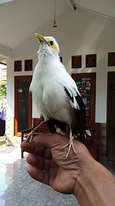 402K views · 10K reactions | Suara burung yang unik  | Suranto | Facebook