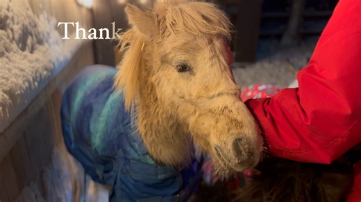 "The Day Fear Let Go" A halter was removed. A quiet breath was taken. An abused pony who once had nowhere to go finally came home. He doesn’t know words like rescue or sponsor. He only knows that the hands touching him are gentle, that the fear is gone, and this night he can rest. This is what freedom looks like. This is what love does when it shows up. We are all so thankful to the heroes Donkey & Draft Rescue that made this possible. If you are new, follow his journey Donkey & Draft Rescue and