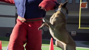 Amazing K9 Work !! | The Belgian Malinois