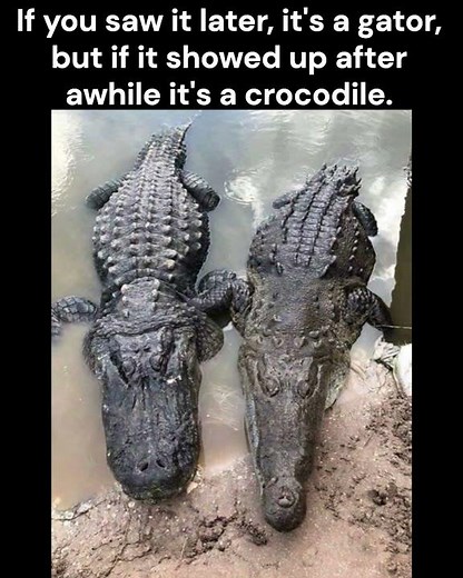 Do You Know The Difference Between An Alligator and a Crocodile