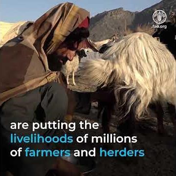 FAO is supporting farmers and herders in Afghanistan to keep agricultural production going