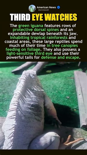 GREEN IGUANA LOOKS LIKE A MINI DRAGON