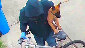 ER nurse’s puppy stolen while she was treating coronavirus patients