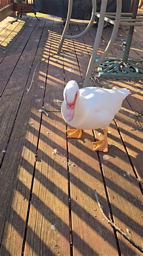 Feeding the muscovy duck and geese.