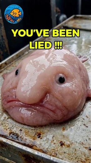 The Truth About Blobfish