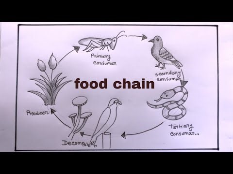How To Draw Food Chain Step By Step
