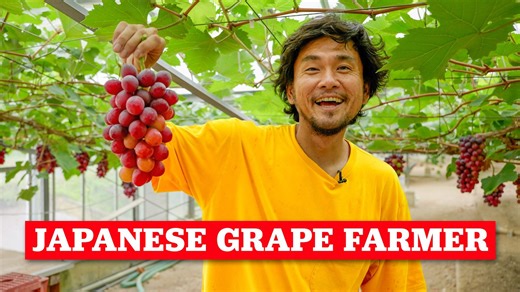 Why Japanese grapes are a luxury: Inside the growing process
