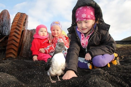 Baby Puffins in Westman Islands | Visit Westman Islands