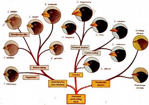Darwin's finches - Alchetron, The Free Social Encyclopedia