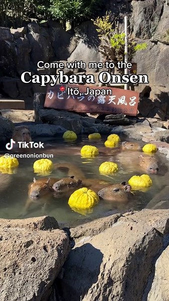 Here’s how to see the capybara onsen at the Izu Shaboten Zoo in Japan!! This was the highlight of my Japan trip. I’ve seen so many videos online with the capybaras and yuzu that I wanted to see it for myself. The capybaras here really do love the onsen as they all made their way into the hot spring once they heard the water turning on. If you love capybaras like me, I highly recommend coming here. ⁣ ⁣ Make sure to check their website for the full onsen schedule as they only turn it on during the