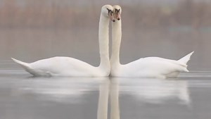 Amazing footage of a courtship ritual between two swans 'dancing' in the mist.. ❤️ Credit - IG/@hwynjones_wildlifephotography | RSPB