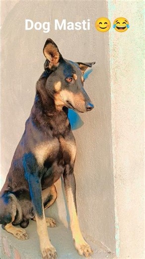 Jab Mera Dog Hero Banne Ki Koshish Kare... 😂🔥#trending #dogshorts