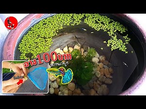 อ่าง100บาทเลี้ยงปลาหางนกยูง /กระชอนตักปลา DIY l คุณพ่อคราฟ EP.44