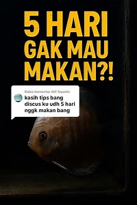 Ikan Discus Ngga Mau Makan?! Ini Solusinya