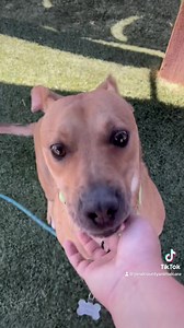 10K views · 1K reactions | This zoomie boy is Rocky! 殺冀 Rocky...