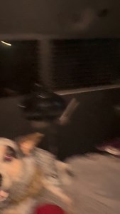 Okay, this audio was too funny not to use 😂 I’m sure all the Heeler or working dog owners out there can relate! #blueheeler #cattledog #australiancattledog | Apollo in the Wild