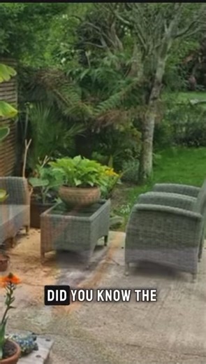 The **Bird of Paradise (Strelitzia reginae)** is one of the most striking and recognizable tropical flowers in the world. Native to **South Africa**, this ornamental plant is admired for its dramatic appearance, vibrant colors, and resemblance to a brightly colored bird in flight. Because of this unique look, it has become a popular choice in gardens, floral arrangements, and landscaping in warm climates around the globe. The name “bird of paradise” comes from the flower’s unusual shape. The blo