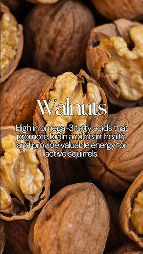 🐿️ Top Wholefoods for Squirrels: Safe Nuts & Seeds Guide – Healthy Wildlife Feeding Tips