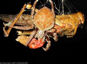 Australian garden orb weaver spider - Alchetron, the free social encyclopedia