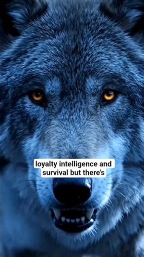 “The Dark Truth About Wolves… 🐺🌙” #facts #shorts #wolf #animalfacts #usa