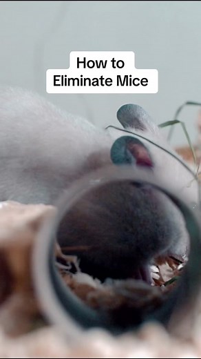 action.pest.control on TikTok