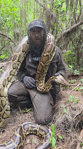 GIANT FEMALE PYTHON #python #snake #shorts #wildlife #nature #dangerous #herping #crazy #florida