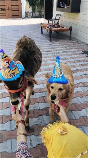 The cutest birthday party you’ll see today 🎁 #Shorts #birthday #funnyanimals
