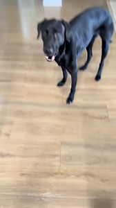 #pray #godisgreat #prayer #dogmom #labrador #furbaby #praying #godisgood #blessings #labradorretriever #petsoftiktok #treats #dogsoftiktok | Haley Buckland