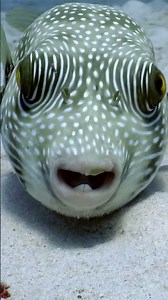 Glimpse of a pufferfish portrait in the Red Sea's gentle embrace