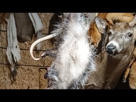 skinning animals #outdoors #taxidermy