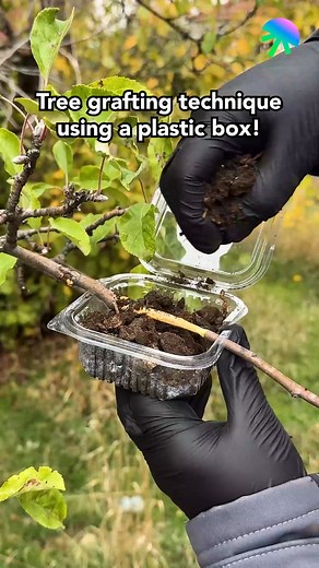 14K views · 25 reactions | Tree grafting technique using plastic box  | Spiritual Journey | Facebook