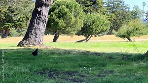 4K HD video of multiple crows mobbing, or dive bombing a crow walking on the ground in a local public park. Protective behavior in the spring when the young crows are nearby unable to fly.